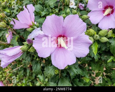 Rosa di Sharon (Hibiscus syriacus) fiore in estate Foto Stock
