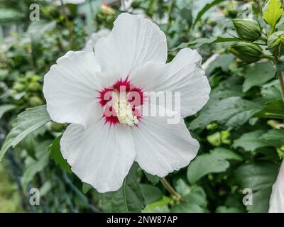 Rosa bianca di Sharon (Hibiscus syriacus) fiore in estate Foto Stock