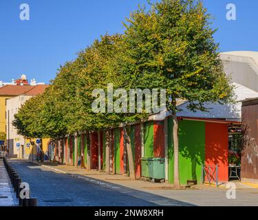 Una linea di alberi ben rifilati confina con le bancarelle del mercato con mura rosse e verdi in Plaza de El Cristo, San Cristobal de la Laguna. Foto Stock