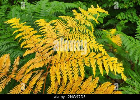 Una felce (Polipodiopsida o Polipodiofita) è un membro di un gruppo di piante vascolari (piante con xilema e floema) che si riproducono attraverso spore e hanno Foto Stock