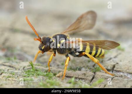 Dettaglio primo piano di una colorata ape nomade nera e gialla della donna di legno, Nomada goodeniana in piedi sul terreno Foto Stock
