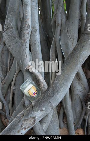 Qualcuno impassò con sconsideratezza una bottiglia di rum alle radici di un venerabile albero baniano nel Parco Kapioiani, Honolulu, Oahu, Hawaii. Foto Stock