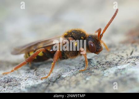 Colorful closeup frontale di un colorato rosso femmina Lathbury's Nomad Bee , Nomada lathburiana Foto Stock