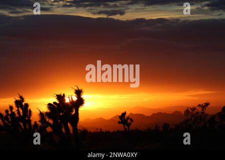 Joshua Tree Sunset, vivido tramonto dietro Joshua Trees nella contea di Mohave, Arizona, tramonto nel deserto Foto Stock