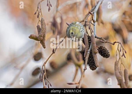 Una pelle eurasiatica (Spinus spinus) che foraging in un albero in inverno. Foto Stock