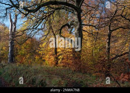 English countryside path through ancient woodland a deciduous beech tree forest in Northern England Foto Stock