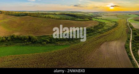 Campi di girasoli. Vista aerea dei fiori gialli in estate. Siccità, mancanza di acqua. Tramonto. Raccolta di semi di girasole in agricoltura. Europa Foto Stock