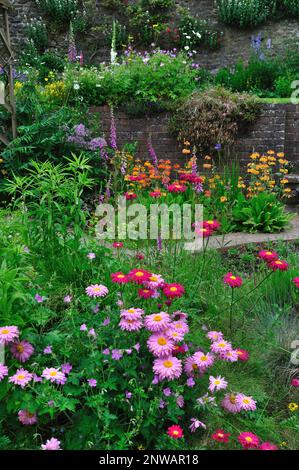 Cottage giardino letto di fiori con gerbera; asta dorata; iride; foxglove e primula Foto Stock