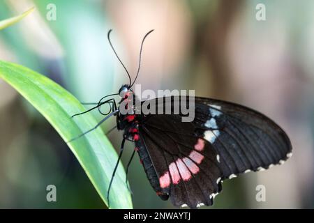 Primo piano di Cattleheart Butterfly rosa-controllato seduto su una foglia. Foto Stock