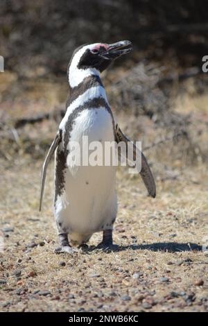 Pinguini a Punta Tombo, Chubut, Argentina Foto Stock