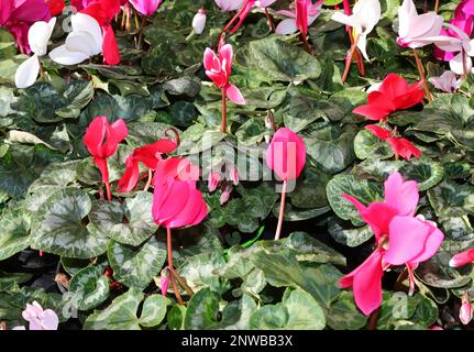 sfondo di fiori di gelsomino in rosso primavera e fucsia Foto Stock