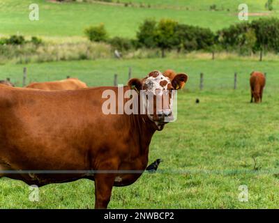 Ritratto di una mucca senza cali. Una mucca in un prato verde. Pascolo gratuito, fattoria ecologica. Mucca bruna su campo verde erba Foto Stock