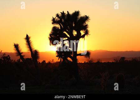 Tramonto su Joshua Tree, tramonto dietro Joshua Tree nella contea di Mohave, Arizona, tramonto nel deserto Foto Stock