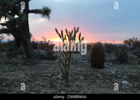 cactus al tramonto, tramonto nel deserto dell'Arizona con l'albero di Joshua Foto Stock