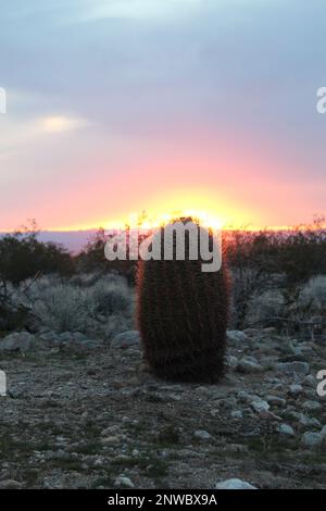 cactus al tramonto, tramonto nel deserto dell'Arizona Foto Stock