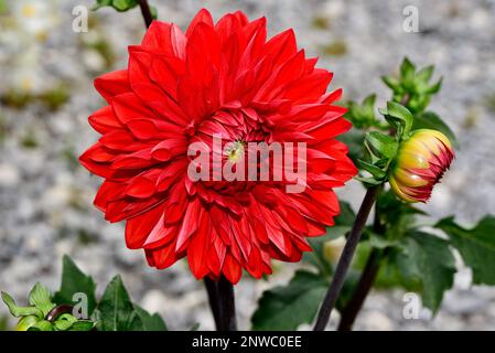 Dahlia 'Garden Wonder'* Foto Stock