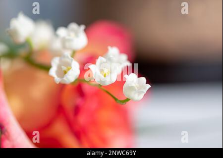 Gros plan sur les clochettes d'un brin de muguet, rosa arancio en arrière-plan Foto Stock