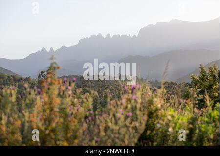 Les aiguilles de Bavella en Corse, plantes et fleurs du maquis en avant-plan Foto Stock