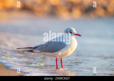 Seagull sulla spiaggia di sabbia contro il mare. Foto Stock
