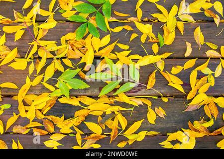 Foglie autunnali cadenti su un table.Yellow verde foglie di legno Foto Stock