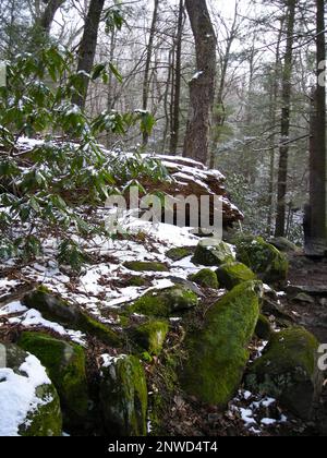 Neve fresca nella foresta durante la primavera, a Smokeys, USA Foto Stock