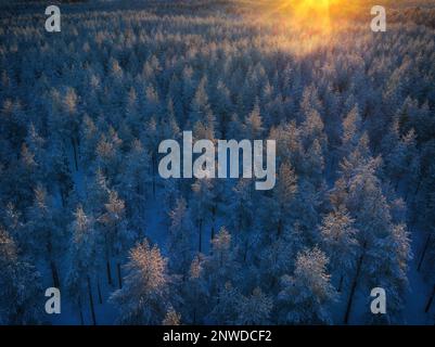 Colorato tramonto luce sulla pineta coperta di neve dopo la caduta di neve, bianco paesaggio invernale nel nord della Svezia, Vasterbotten, Umea Foto Stock