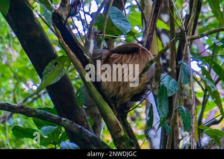 Sloth in su nell'albero in Costa Rica Foto Stock