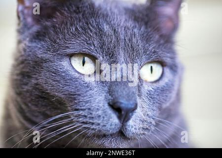 muso di un gatto birmano grigio primo piano, orizzontale Foto Stock