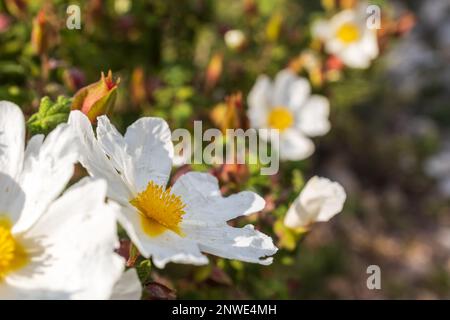 Fioritura di Cistus salviifolius sul Monte Carmelo nel mese di febbraio in Israele. Flora di Israele Foto Stock