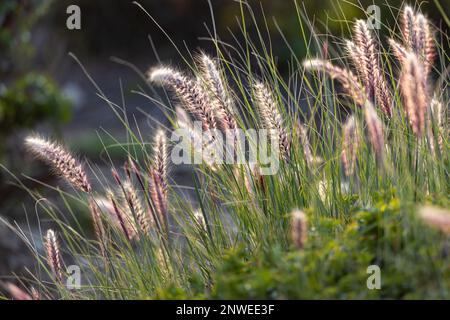 Cenchrus purpurpureus, sinonimo Pennisetum purpurpurpureum, conosciuto anche come Napier Grass, al tramonto vicino al Mediterraneo. Flora di Israele. Foto Stock