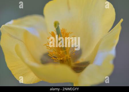 Coeur de glaucienne jaune, gros plan sur une fleur Foto Stock