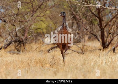 Emu con pulcini - Dromaius novaehollandiae secondo uccello vivente più alto dopo il suo ratite relativo lo struzzo, endemico all'Australia, soft-feathered, bro Foto Stock