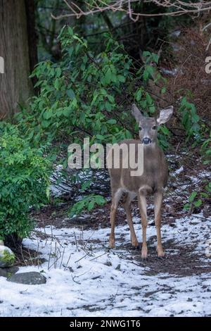 Issaquah, Washington, Stati Uniti. Femmina colombiana cervo dalla coda nera in un cortile coperto di neve vicino a una foresta. Foto Stock