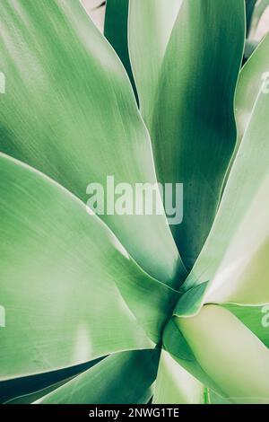 Primo piano vista dall'alto della pianta dell'aloe blu. Forme astratte e linee di foglie succulente Foto Stock