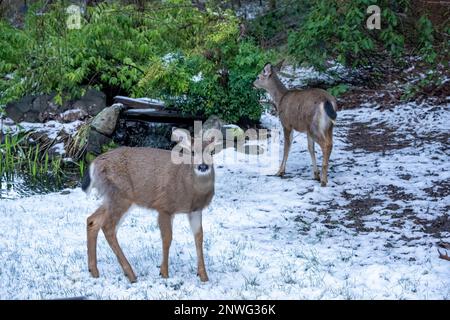 Issaquah, Washington, Stati Uniti. Due cervi colombiani femminili dalla coda nera in un cortile innevato di fronte ad una piccola cascata e ad uno stagno. Foto Stock