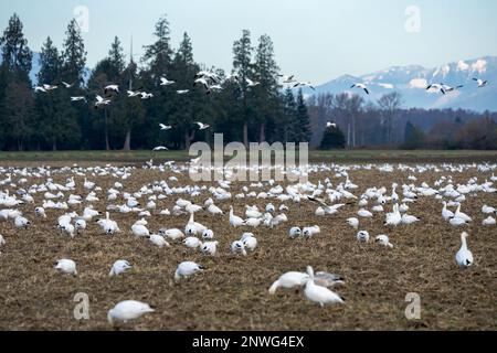 La Conner, Washington, Stati Uniti. Gregge di oche da neve in un campo di fattoria mangiare e alcuni volare sopra. Foto Stock