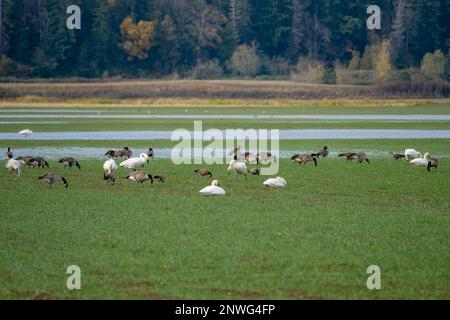 La Conner, Washington, Stati Uniti. Migrazione del gregge di cigni Tundra e oche del Canada mangiare in un campo di fattoria di fiammifero paludoso. Foto Stock