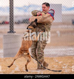 Ffarah, 341st cane da lavoro militare Squadron delle forze di sicurezza, morde il personale Sgt. Alexandra Campanaro, 341st SFS MWD handler, come parte dell'addestramento di lavoro del morso alla base dell'aeronautica di Malmstrom, il mese, 24 gennaio 2023. Gli MWG completano varie dimostrazioni in un cantiere di obbedienza per prepararsi alle situazioni del mondo reale. Foto Stock