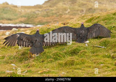 Foto che mostra un paio di tacchino avvoltoio, Cathartes Aura, sulle Isole Falkland, allungando e asciugando le loro ali. Foto Stock