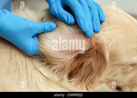 Veterinario controllo orecchio del cane per zecche, primo piano Foto Stock