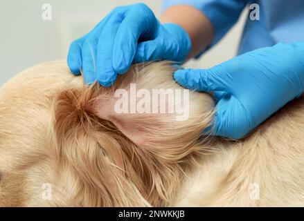 Veterinario controllo orecchio del cane per zecche, primo piano Foto Stock