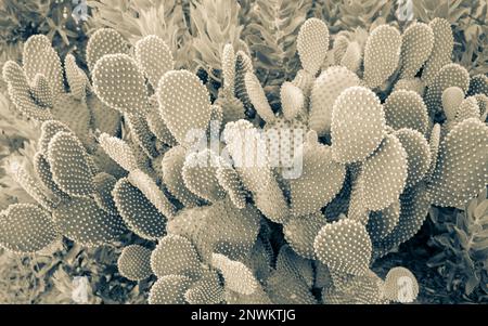 Cactus nei giardini del Sudafrica. Piante verdi in Africa. Foto Stock