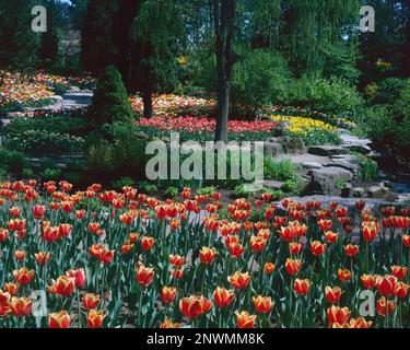 Tulipani presso i Royal Botanical Gardens, Hamilton, Ontario, Canada Foto Stock
