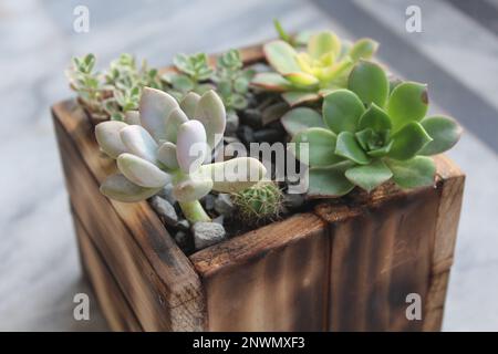 bei succulenti in pentola di legno-chared. Foto Stock