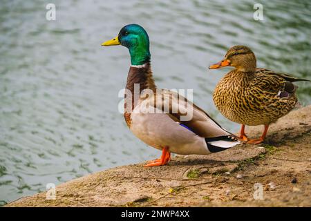 Le anatre di Mallard (Anas platyrhynchos). Ritratti ravvicinati di anatre selvatiche maschili e femminili in piedi sulla spiaggia, vicino allo stagno, acqua verde con sole Foto Stock