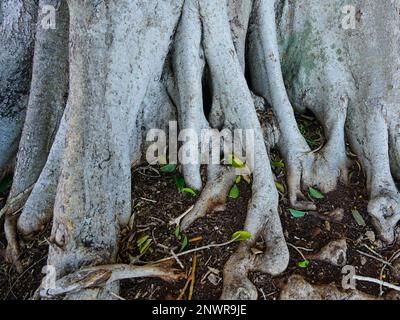 Vista ravvicinata delle radici del contrafforte alla base di un fico di Moreton Bay Foto Stock