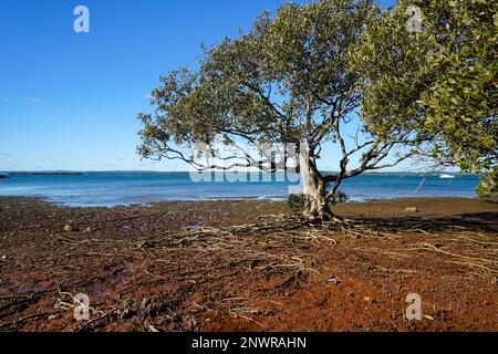 Albero di mangrovie con radici esposte alla bassa marea, e una vista attraverso Morton Bay fino a Macleay Island all'orizzonte, Redland Bay, Queensland, Australia Foto Stock