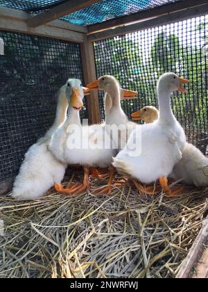 Anatre bianche in una gabbia sulla fattoria. Zootecnia. Foto Stock