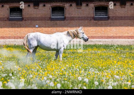 Cavallo paddock, cavalli arabi in fiore prato in primavera, Marbach Main e County Stud sul Alb Svevo, Gomadingen, Baden-Wuerttemberg, Germania Foto Stock