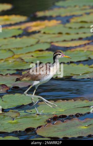 Jacana giovane wattled (Jacana jacana) a piedi su foglie di ninfee, Parco Nazionale Manu, Amazzonia peruviana, Perù Foto Stock